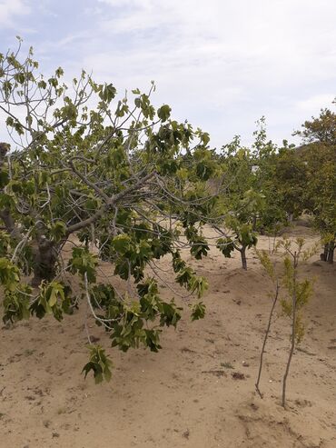 Həyət evləri və villaların satışı: 3 otaqlı, 90 kv. m, Kredit yoxdur, Təmirsiz -da lalafo.az — 9 Həyət evləri və villaların satışı: 3 otaqlı, 90 kv. m, Kredit yoxdur, Təmirsiz — 9