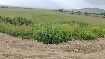 село арчалы: 300 соток, Для сельского хозяйства — 4