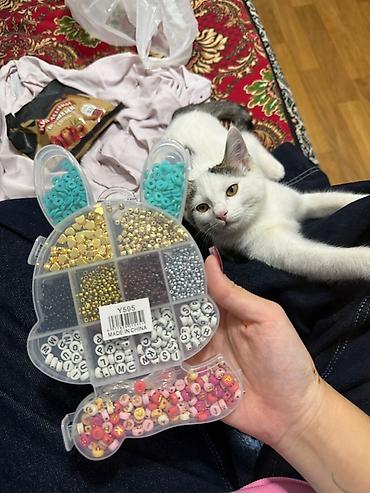 котик 1 месяц: Кошка даром: Беспородная, 1 месяц, Мальчик — 1