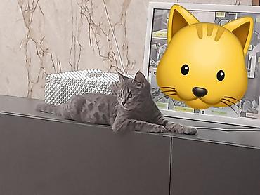 текен 250: Кошка даром: Беспородная, 3 месяца, Девочка, Приучена к лотку — 9