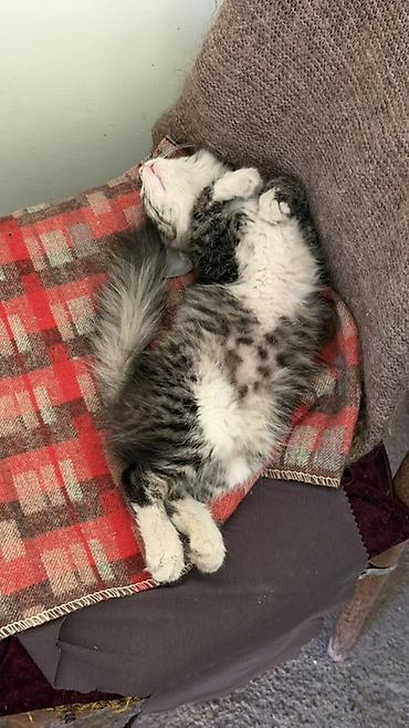 плеть: Кошка даром: Беспородная, Девочка, Приучена к лотку — 3