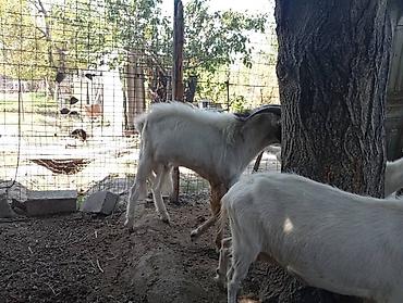 Козы, козлы: Продаю | Коза (самка) | Для молока | Племенные — 26