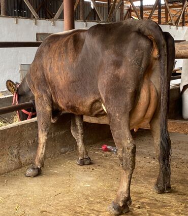 быки кара балта: Продаю | Корова (самка) | Алатауская | Для разведения, Для молока | После отела