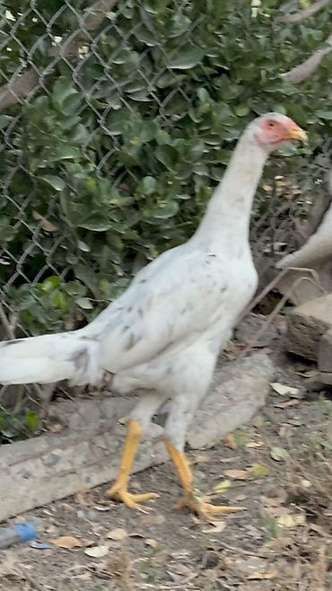 ov quşları: Toyuq, Damazlıq, Ödənişli çatdırılma, Rayonlara çatdırılma — 3
