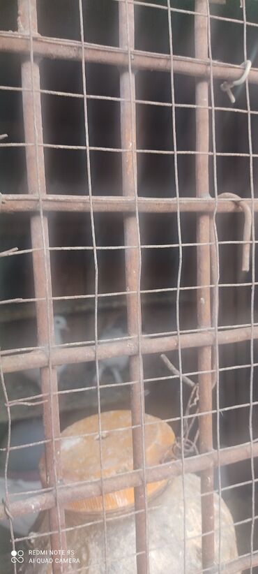 Yuvalar: Quşxana Satlır — 9