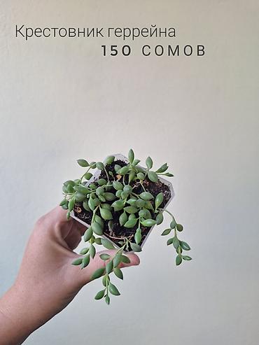 растения аквариумные купить: 🌿 Комнатные растения/цветы (детки/молодые растения). 🪴 Названия и цены — 10
