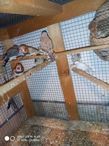 Amadinlər: Amadinlər Satış zebravıy sadə amadinlər benqal amadini risovka risoviy — 12