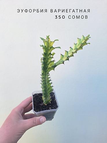 растения комнатные: 💚 Комнатные растения (детки/молодые растения). 🪴 Названия и цены — 2