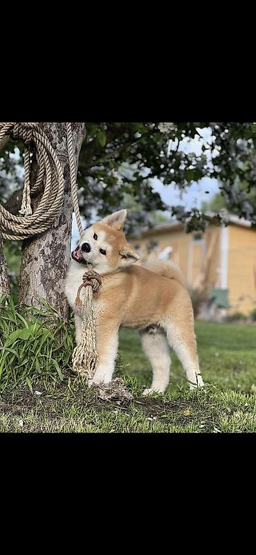 Akita-inu lalafo.az -da Akita-inu