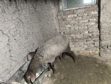 Бараны, овцы: Продаю | Овца (самка) | Для разведения | Матка — 13