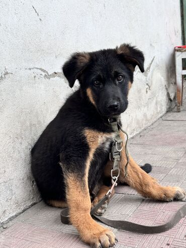 Собаки: Чистокровный немецкая овчарка Сатылат 2.5 ай болду