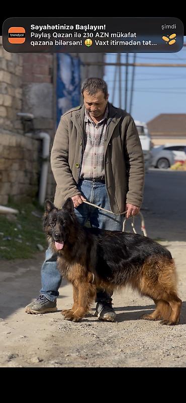 xasqi itler: Alman çoban iti, 8 il, Dişi, Sənədli — 7