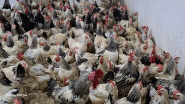 qırt toyuq: Toyuq, Damazlıq, Ünvandan götürmə