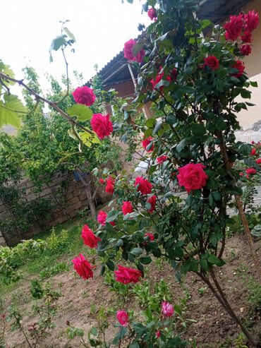 Otaqların uzunmüddətli kirayəsi: Satilir geniş və işıqlı otaq 2 otaq 1 zal metbex hamam ayaq yolu — 14