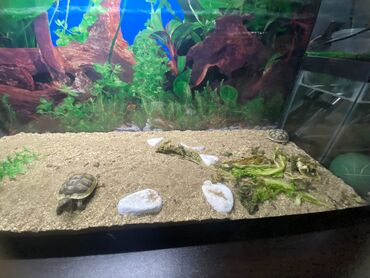 продажа аквариумных рыбок: Dördbucaq akvarium, Boş, 35 l, Ünvandan götürmə
