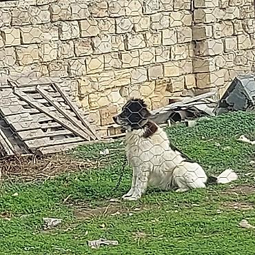 amadin quşu: 3 il, Erkək, Peyvəndli, Ünvandan götürmə, Pulsuz çatdırılma, Ödənişli çatdırılma — 6