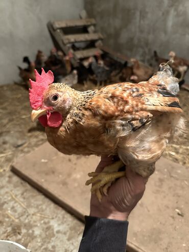 С/х животные и товары: Курица, Для разведения, Самовывоз