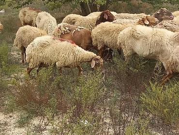 sirin pisik səkilləri: Salam tam saglam 19 bas qoyunlar satilir orta yasli heyvanlardir — 10