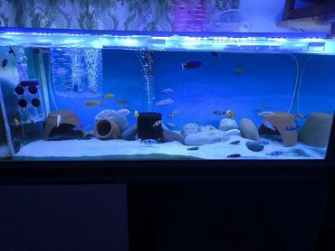 bmw 1 серия 135i mt: Böyük həcmli akvarium komplekti – Afrikan çihlidləri ilə - Şüşə