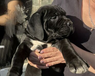 Продажа собак: Кане-корсо, 2 месяца, Самец — 5
