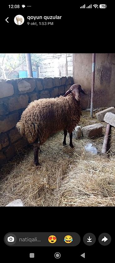Qoyun – yerli cins - Rəng: tünd qəhvəyi - Uzun, sıx yunlu tük örtüyü -