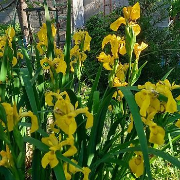 Другие садовые цветы и кустарники: Продаю разные цветы,злаковые: овсяница сизая,мискантус от 200с — 9