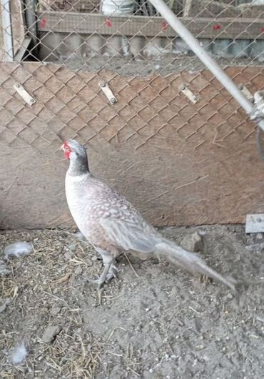 дом для кош: Продам семейку пепельных фазанов