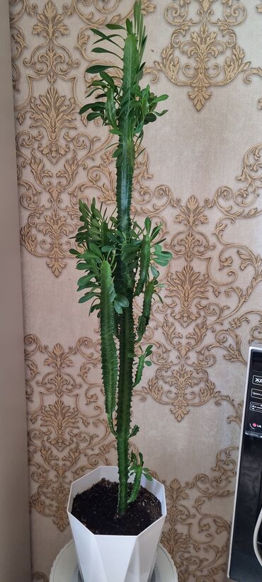 Другие комнатные растения: Продаю цветок офисный 70см высота — 22