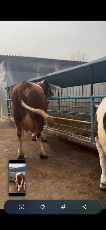 Inəklər, öküzlər: Simental cinsi inək - Rəng: qırmızı-ağ ala - Südçülük istiqaməti, iri — 1