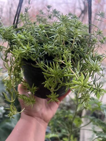 Otaq bitkiləri: Her biri ucuz kimete Gencededi catirma var size yaxin yere ancag — 53