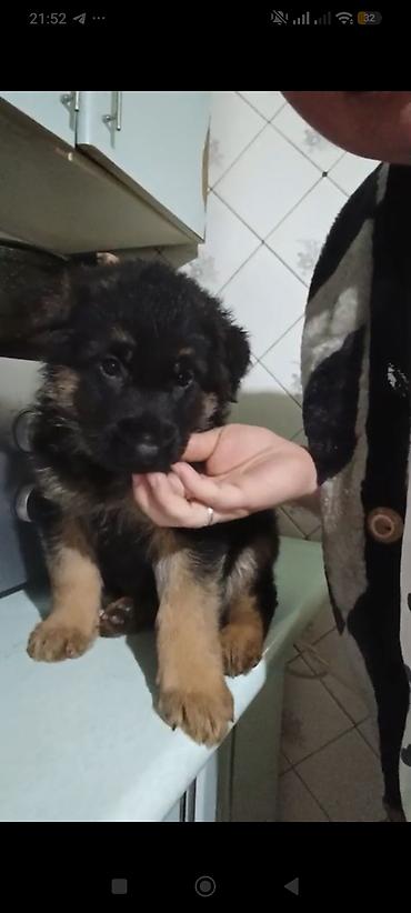 Продажа собак: Немецкая овчарка, 1 месяц, Самка — 3