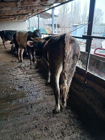 Коровы, быки: Продаю | Бык (самец) | На откорм | Привязанные — 5