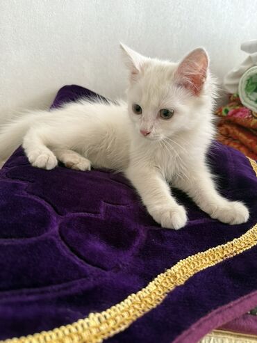 продаю лощадь: Отдаем хорошие руки белая кошка 🐱❄️ Спокойная, ласковая и очень