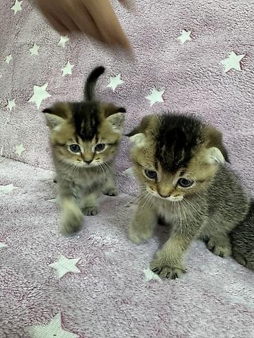 скотиш фолд котята: Шотландские вислоухие котята (Scottish Fold) Два мальчика и две — 3
