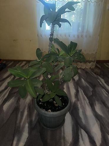 товар цены: 🪴 Комнатные растения по доступным ценам! 🌿 Цены — от 200 до 800 сом — 2