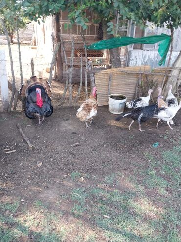 Hinduşka: Erkək, Kanada, Amerika, Yumurtalıq, Ünvandan götürmə, Ödənişli çatdırılma — 22