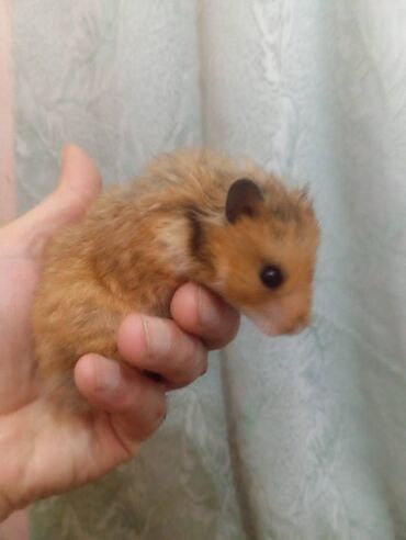 Gəmiricilər: Salam. Disi xomyak satilir. Qefesle birge. Qefesde gorduyunuz her sey -da lalafo.az — 5 Gəmiricilər: Salam. Disi xomyak satilir. Qefesle birge. Qefesde gorduyunuz her sey — 5