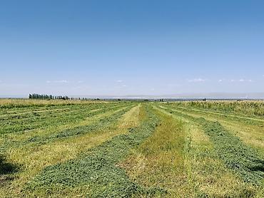Продажа участков: 220 соток, Для сельского хозяйства, Красная книга, Тех паспорт, Договор купли-продажи — 1