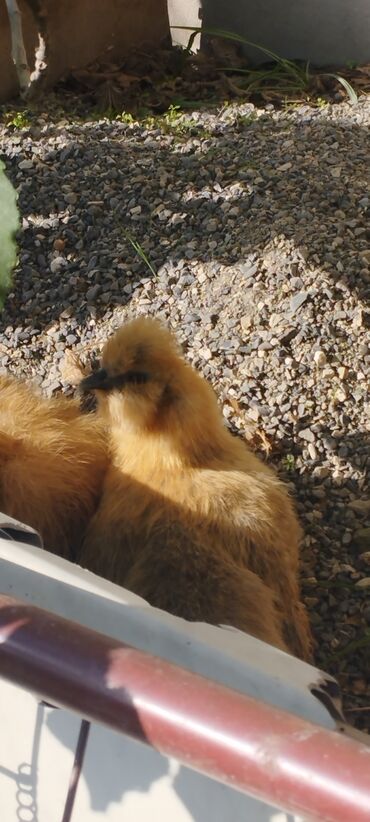 Xoruzlar: PON POn xoruzu satilir tekce — 11