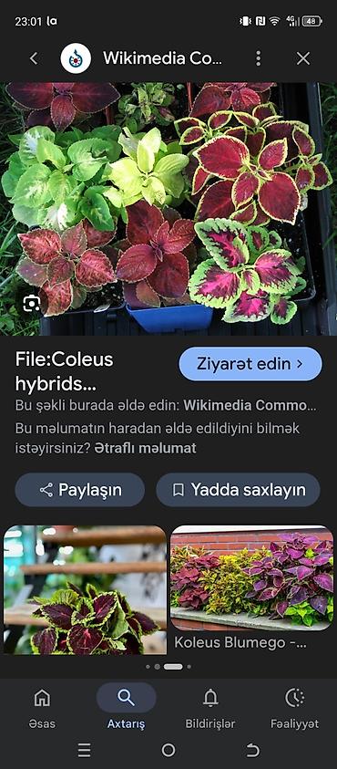 Другие растения: Salam kimdə varsa mənə yazsın başqa güllərlə barter də edə bilərəm — 2