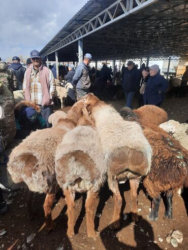 альпийская коза цена: Продаю | Баран (самец) | Гиссарская, Эдильбаевская, Арашан | Для разведения | Осеменитель