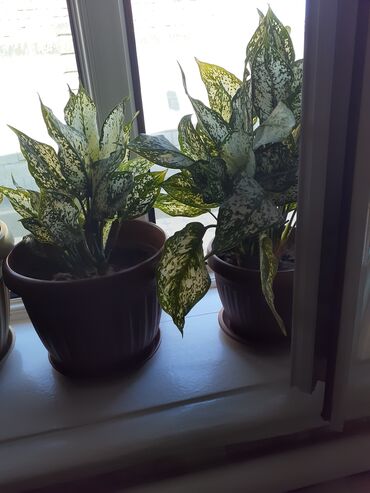 Замиокулькас (Долларовое дерево): Продаю комнатные цветы срочно только оптом цена договорная — 6