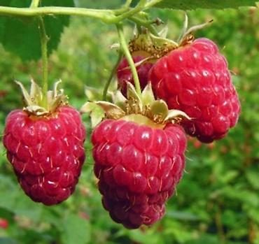 Raspberry saplings & cuttings: Саженцы малины мапема полонез принимаю заказы на саженцы Малина — 25