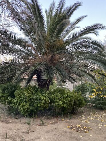 qül: Xurmapalm ağacı - Növ: Phoenix dactylifera tipli xurma palmı - Ölçü