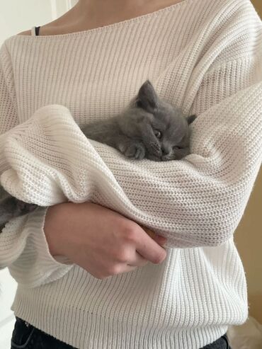 Pişiklər: Britan, Dişi, Erkək, Ünvandan götürmə — 3