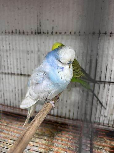 Tutuquşları: Salam . Jumbo erkək quşlar satılır hamısı hazır erkəylərdi çoxsu cütdə — 10