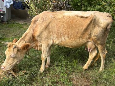 inək gəncə: Balalı inək satılır. 10- 11 litr süd verir. Heyvan Maştağadadı. Real