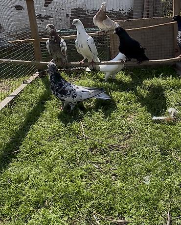 Göyərçinlər: Göyerçin satılır — 6