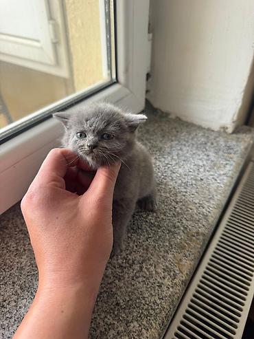 Кошки: Шотландская вислоухая, В добрые руки — 2
