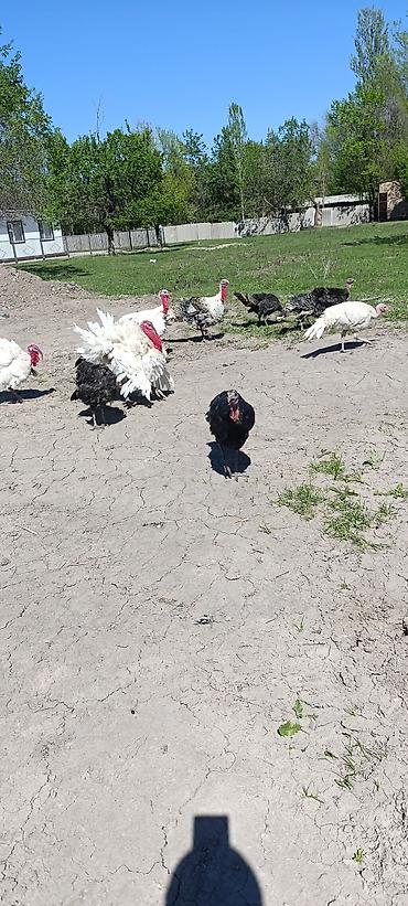 Индюки: Продаю | Индюшка (самка) at lalafo.kg — 7 Индюки: Продаю | Индюшка (самка) — 7